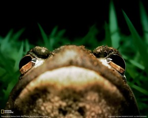 american-bullfrog-grass-klein