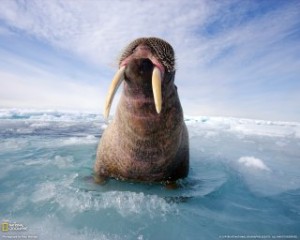 atlantic-walrus-canada-052909-klein