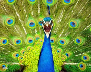 peacock-new-zealand-klein