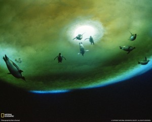 penguins-underwater-antarctica-052709-klein