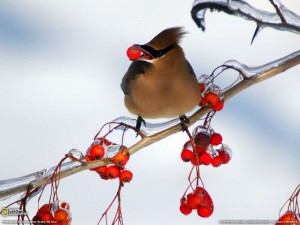 Cedar Waxwing