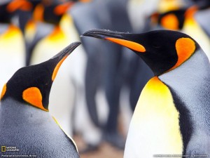 King Penguins