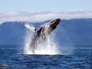 Humpback Whale