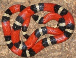 Lampropeltis Triangulum Sinaloae