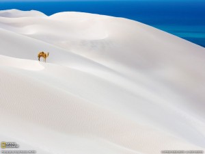 Camel, Socotra Island